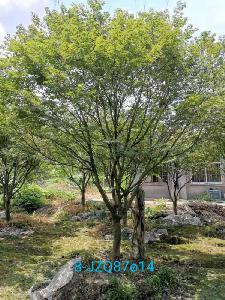 15公分精品鸡爪槭-高度4.5米-冠幅4米-价格5800元苗圃新货